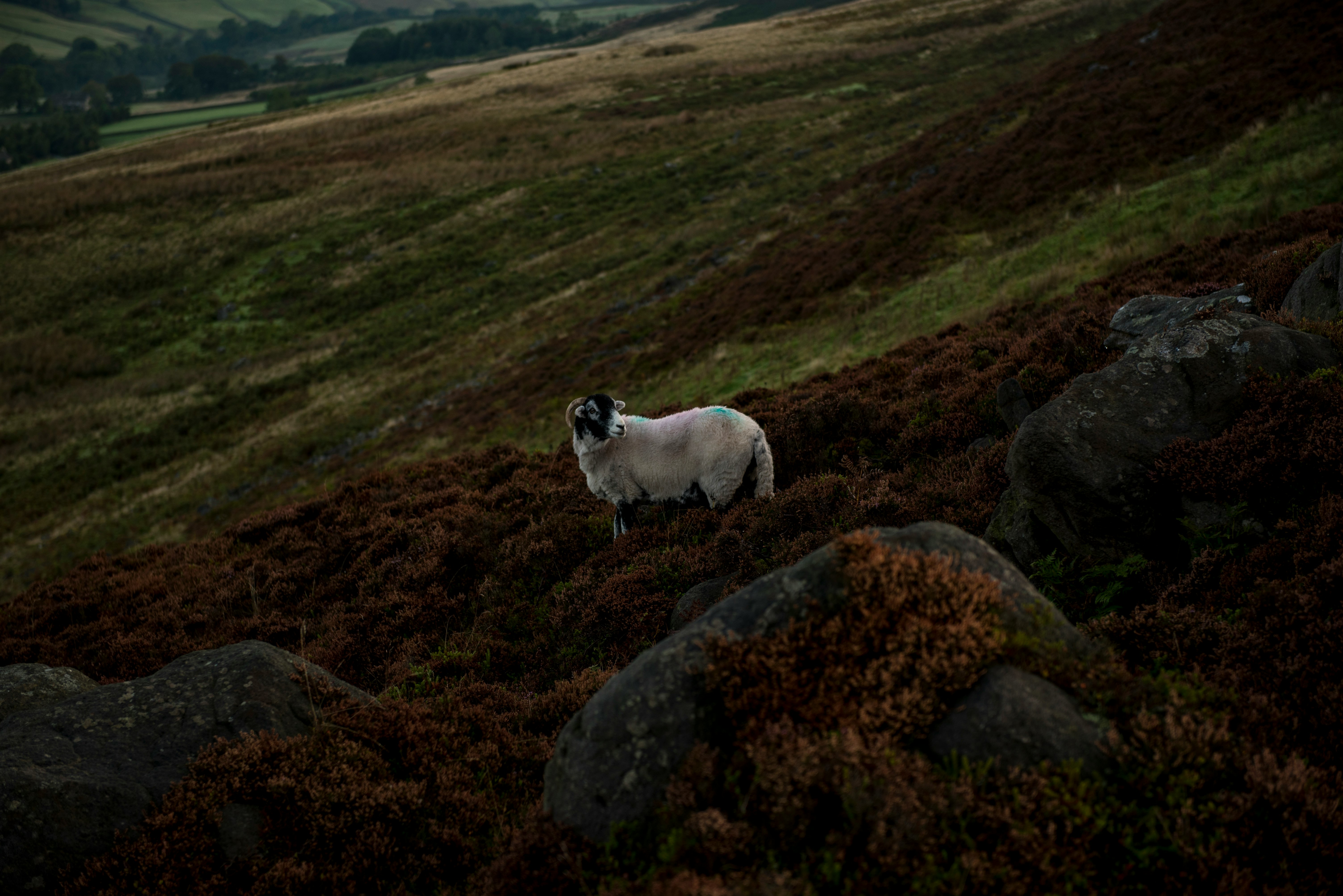 photo of white sheep on field